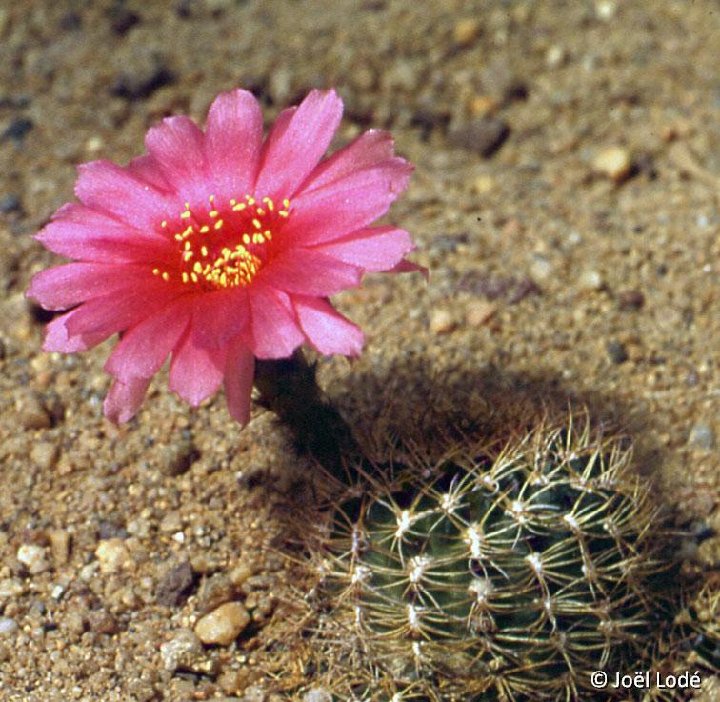 Lobivia arachnacantha torrecillacensis JLcoll.2351